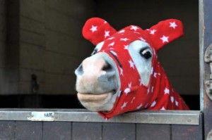 Accessoire : l'Onesie, un Pyjama pour chevaux ambiance cocooning