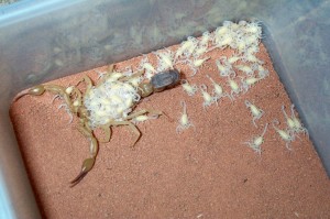 Reproduction : comment nourrir et prendre soin des jeunes scorpions (pullus)