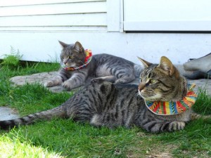 Science : un arc-en ciel au secours des proies de nos chats (Birdbesafe)