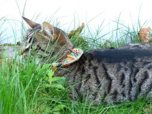 Science : un arc-en ciel au secours des proies de nos chats (Birdbesafe)