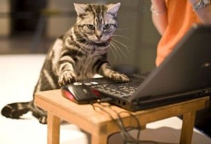 L'intelligence chez les chats est-elle innée ou acquise ?