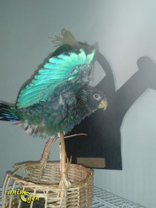 Pionus chalcopterus,pione noire ou pione à ailes de bronze, un perroquet qui cache bien son jeu