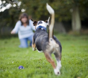 Education et comportement : pourquoi les chiens ne reviennent-ils pas quand on les appelle ?