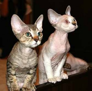 Le Devon Rex, un remuant lutin félin