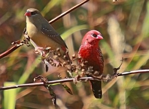 Le Bengali rouge, ou Amandava amandava