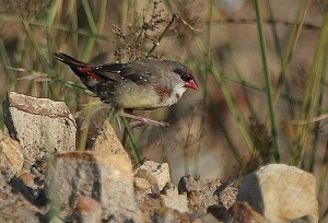 Le Bengali rouge, ou Amandava amandava