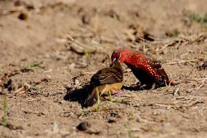 Le Bengali rouge, ou Amandava amandava