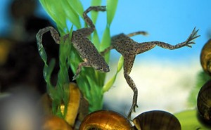 Les grenouilles d'aquarium (espèces, maintenance, alimentation)