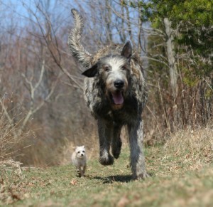 Le lévrier irlandais, ou Irish wolfhound, un chien de la taille d'un poney