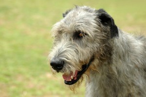 Le lévrier irlandais, ou Irish wolfhound, un chien de la taille d'un poney