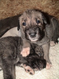 Le lévrier irlandais, ou Irish wolfhound, un chien de la taille d'un poney