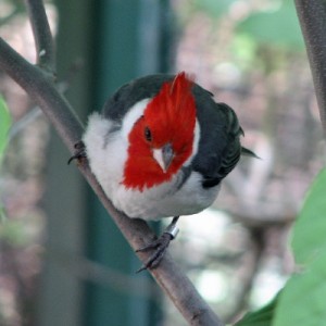 Le Paroare huppé, ou Cardinal à huppe rouge (Paroaria coronata)