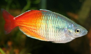 Aquarium communautaire : quels poissons peuvent cohabiter avec des Discus ?