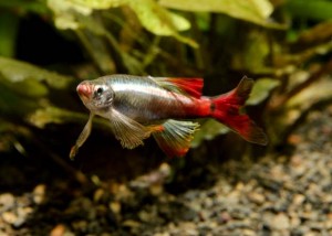 Aquarium communautaire : quels poissons peuvent cohabiter avec des Discus ?