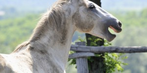 La science révèle ce que nos chevaux hennissent
