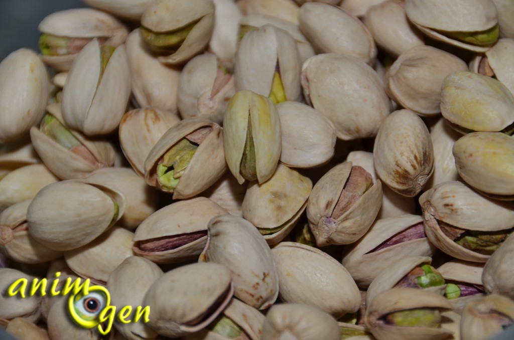 Alimentation : des pistaches sans sel pour nos perroquets, avec " Wonderful Pistachios "