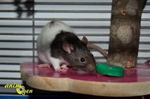 jouet-bouchon-idée-foraging-fabrication-tutoriel-tuto-fabriquer-étape-jeu-test-avis-prix-rongeur-rat-souris-hamster-animal-animaux-compagnie-animogen-6