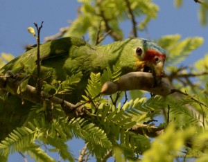 Alimentation : les délices du tamarin pour nos perroquets