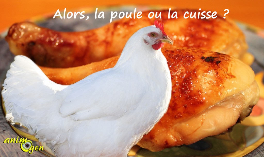 Animaux de compagnie et viande, quelle différence faisons-nous à l'heure du repas ?