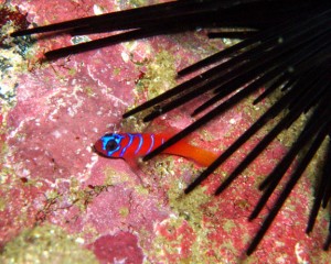 Le gobie rouge à rayures bleues, gobie de Catalina ou Lythrypnus dalli (alimentation, comportement, reproduction)