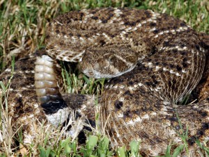 Le crotale diamantin de l'ouest, ou Crotalus atrox (maintenance, alimentation, comportement)