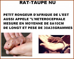 Le rat-taupe nu et la fontaine de jouvence...