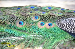 Le paon bleu, Pavo cristatus, oiseau sacré d'Inde