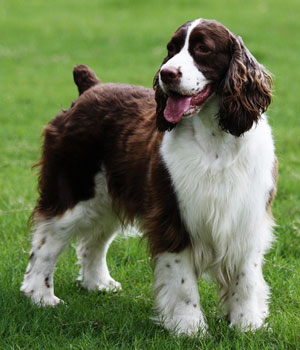 Le Springer Spaniel anglais ou Springer anglais un chasseur