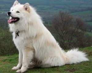 Le Lapinkoïra, Suomenlapinkoira, ou chien finnois de Laponie