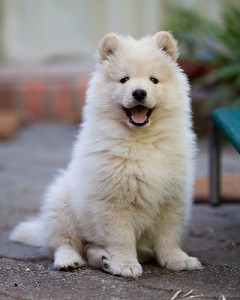 Le Lapinkoïra, Suomenlapinkoira, ou chien finnois de Laponie