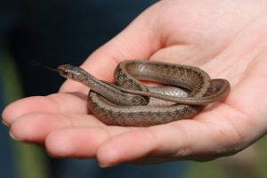 La couleuvre brune, Storeria dekayi (alimentation,reproduction,comportement)