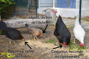 La hiérarchie chez les poules et coqs d'un poulailler