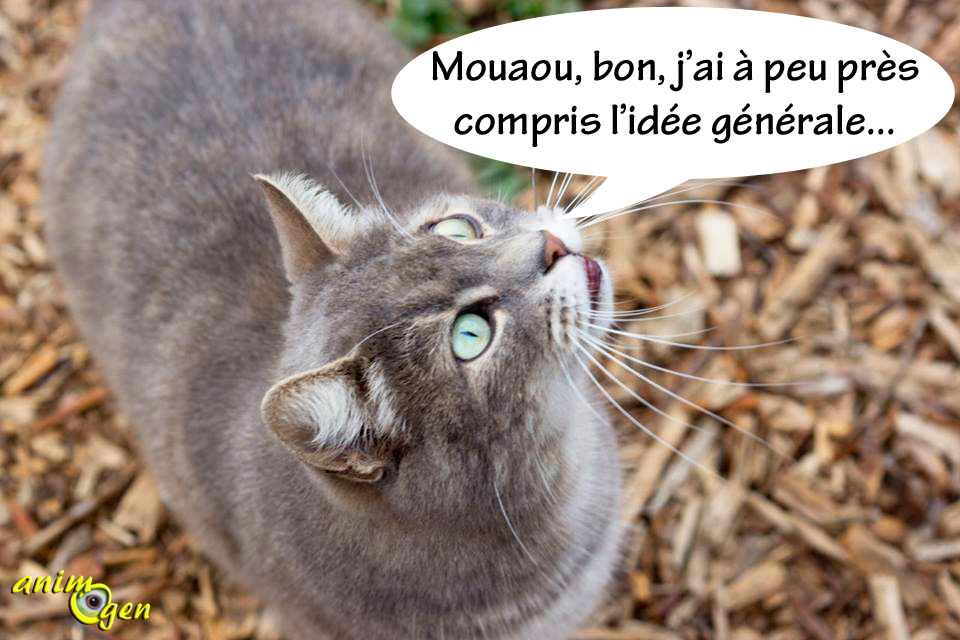 Nos Chats Comprennent Ils Ce Que Nous Essayons De Leur Miauler Animogen