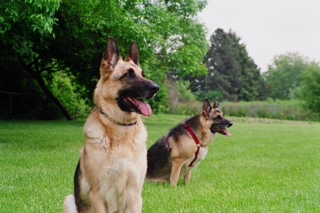 Chien d'alerte, de garde ou d’attaque, quelles sont les aptitudes et différences des races phare?