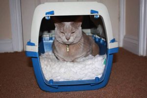 Comment faire accepter à votre chat d'être enfermé durant le transport ?