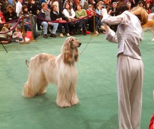 L'évolution est-elle guidée par la capacité à nous attendrir chez le chien ?